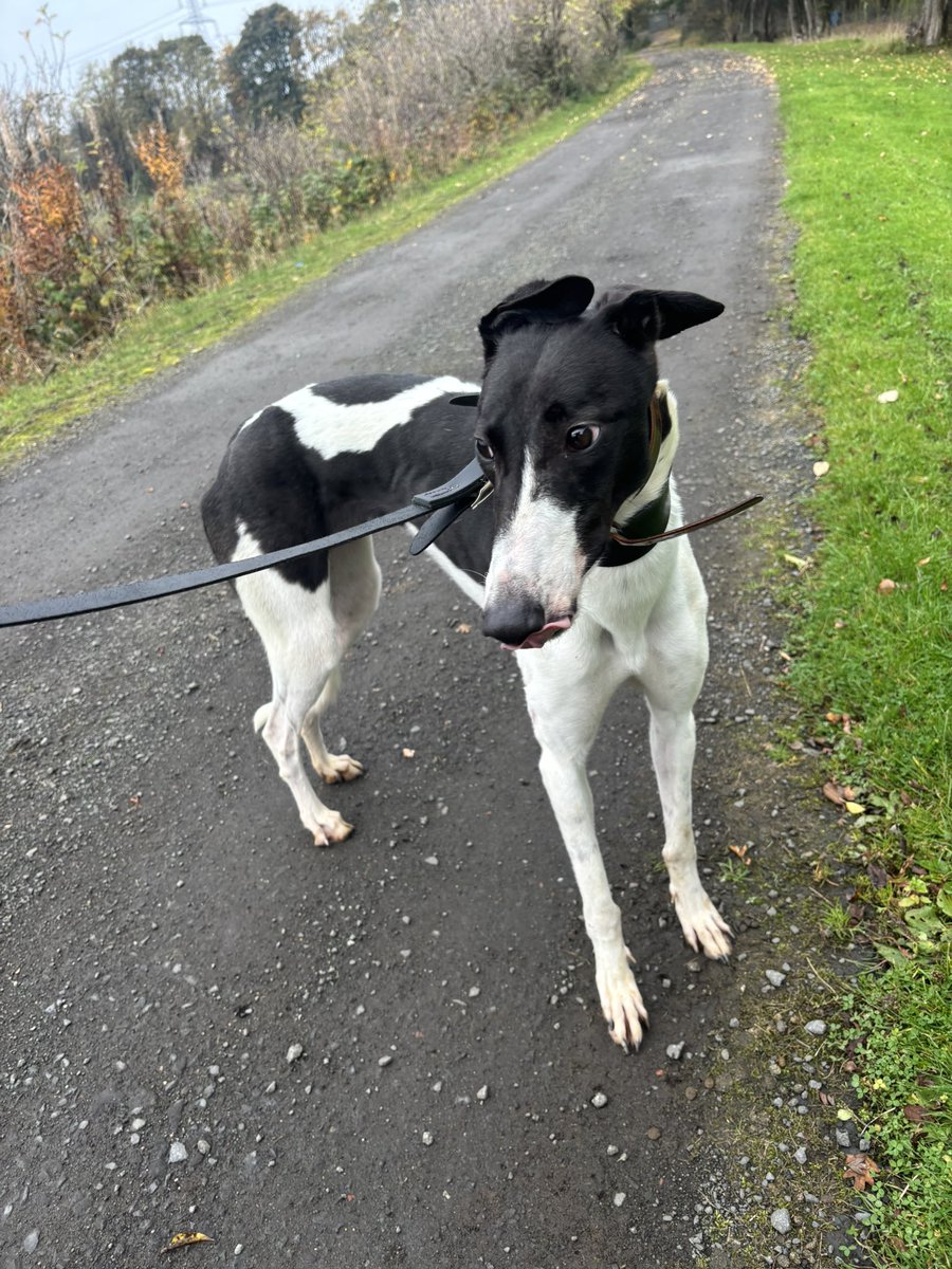 There is only 1 name for a cowprint female so here she is Daisy out enjoying a lunchtime stroll. Her ears are her indicators it’s honestly not windy. This youngster should hopefully fly off soon into a home.