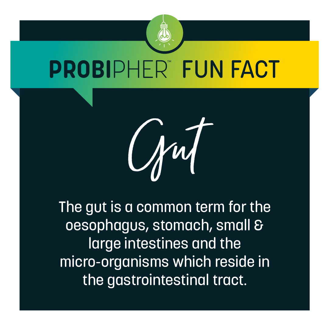 Fun Fact Friday: The "gut" refers to the entire gastrointestinal tract, including the esophagus, stomach, and intestines, plus vital microorganisms known as gut microbiota. These microbes play a key role in digestion, immunity, and overall health. 

Take care of your gut!