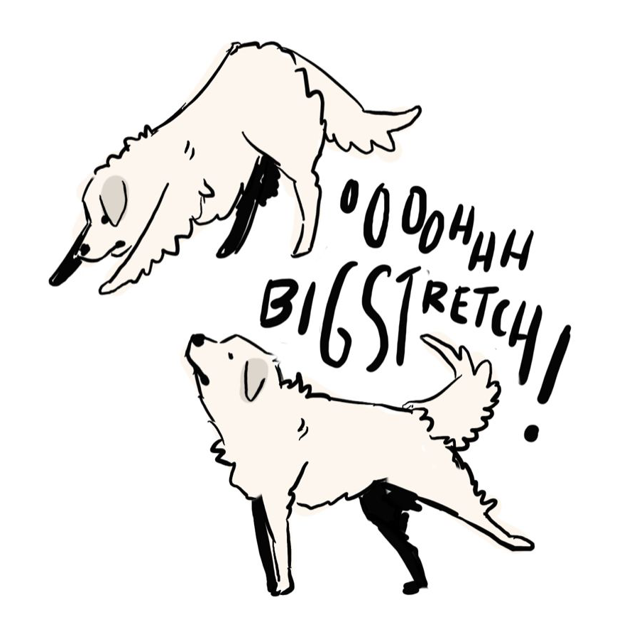 byelacey's tweet image. you MUST say "oh big stretch" when your beloved pet does a big stretch. it's the law