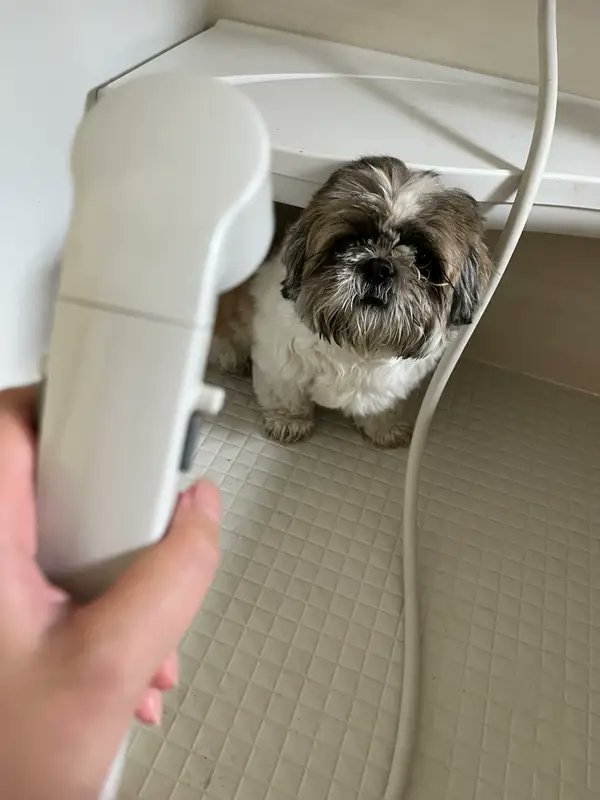今週の記事】なんでそんなことするの…？ と「被害者ヅラ」をするワン