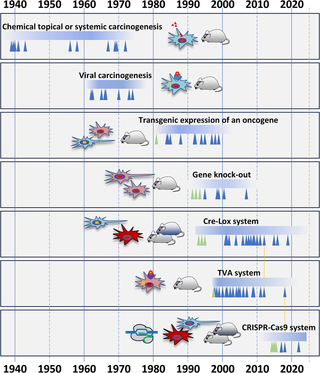 MolOncology's tweet photo. 📚Start your week with a brand new Review
🐁 🧠 Rodent models of tumours of the central nervous system 🐀🧠
🖋️ @Seb_Brandner
👇 https://t.co/pjbWv1jgqI
#CNStumours #CNScancer #BrainTumours #Medulloblastoma #NeuroOnc #NeuroOncology https://t.co/AqqXt8dGpR