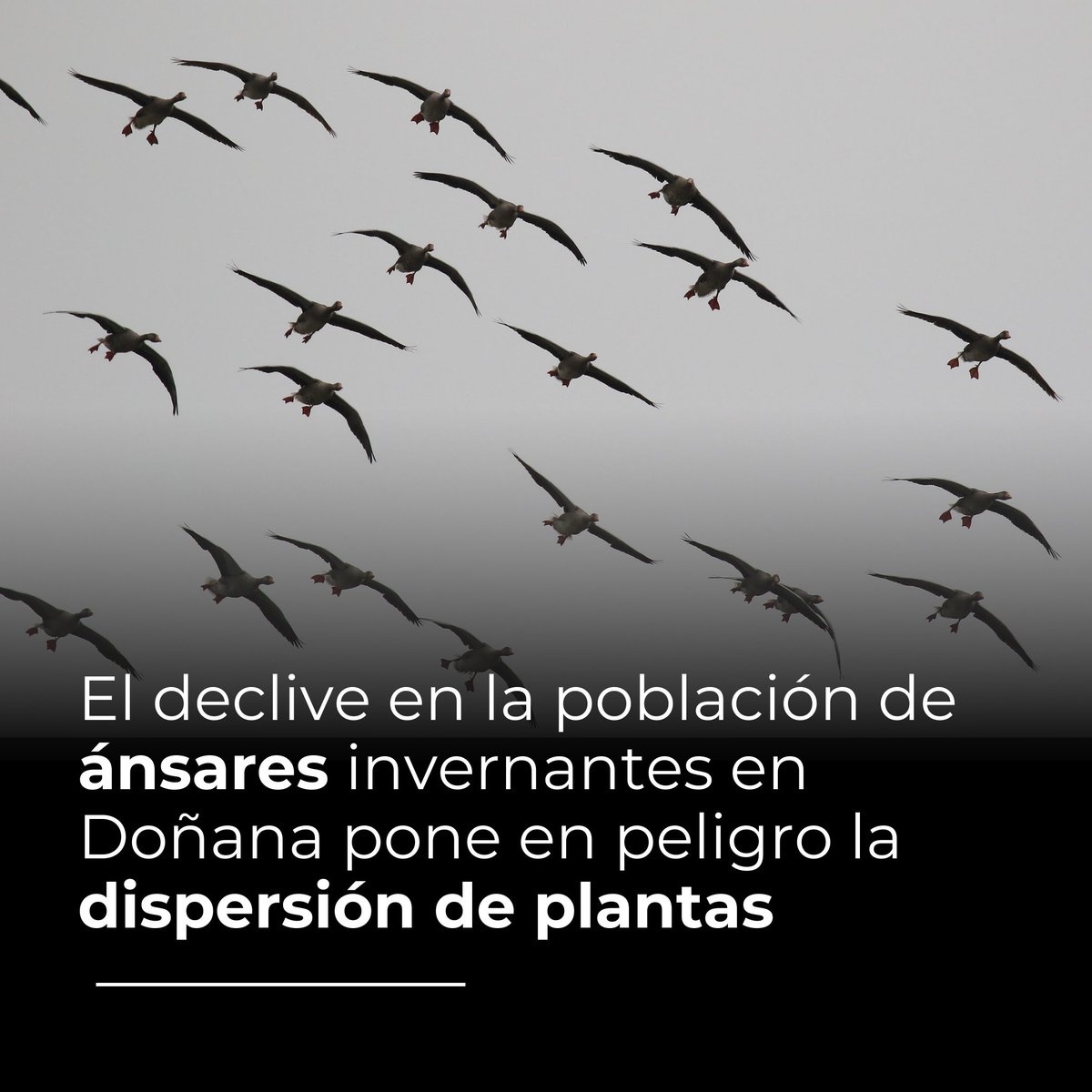Estación Biológica de Doñana - CSIC (@ebdonana) on Twitter photo 🦆¿Qué efectos tienen los cambios en los patrones migratorios de las aves acuáticas?
La <a href="/ebdonana/">Estación Biológica de Doñana - CSIC</a> ha constatado que los ánsares comunes, una población en grave declive en Doñana, ayudan a dispersar una gran cantidad de semillas en las marismas.
#EBDPub
doi.org/10.1111/fwb.14… 🦆¿Qué efectos tienen los cambios en los patrones migratorios de las aves acuáticas?
La <a href="/ebdonana/">Estación Biológica de Doñana - CSIC</a> ha constatado que los ánsares comunes, una población en grave declive en Doñana, ayudan a dispersar una gran cantidad de semillas en las marismas.
#EBDPub
doi.org/10.1111/fwb.14…