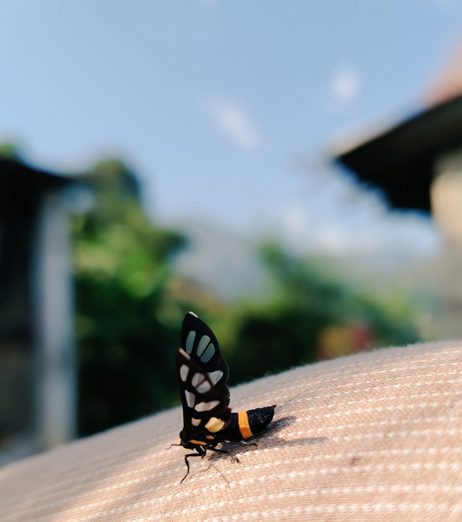 एक चोटि क्लिक गर्नोस्, पुतली उडेर जान्छ ।😀