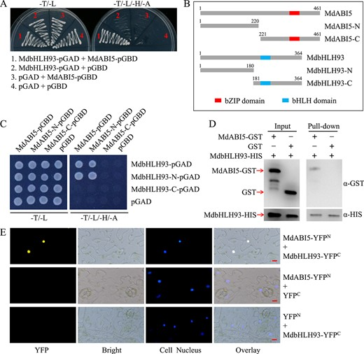 Hortres's tweet photo. MdABI5 accelerates leaf senescence via MdbHLH93, regulated by MdPUB23. #ABASignaling @OxfordJournals
Details:https://t.co/93UBdvtq69 https://t.co/LjRoEXE9KE
