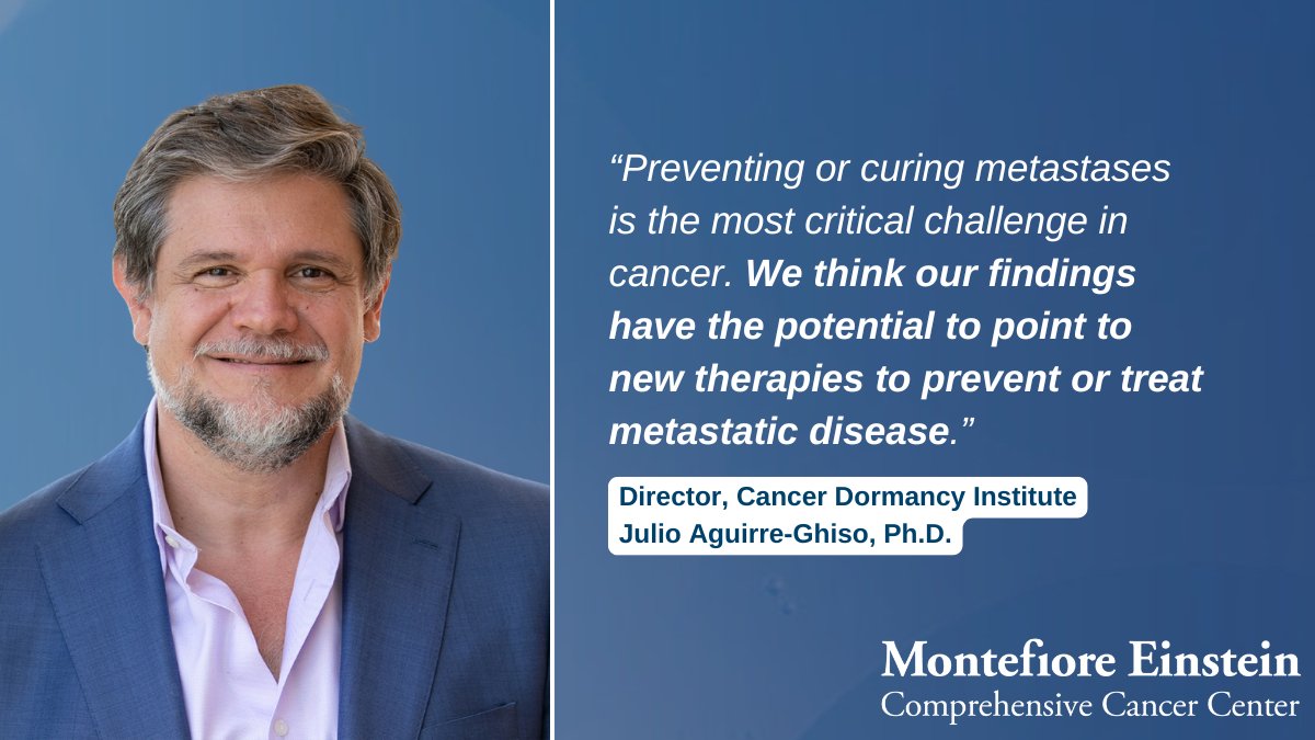 Researchers led by @JAguirreGhiso found that alveolar macrophages, immune cells in the lungs, recognize escaped cells &amp; secrete a protein to keep them inactive. Enhancing signaling may prevent these cells from "waking up" &amp; forming new tumors. bit.ly/3BNQdIT <a href="/EinsteinMed/">Albert Einstein College of Medicine - Official</a>