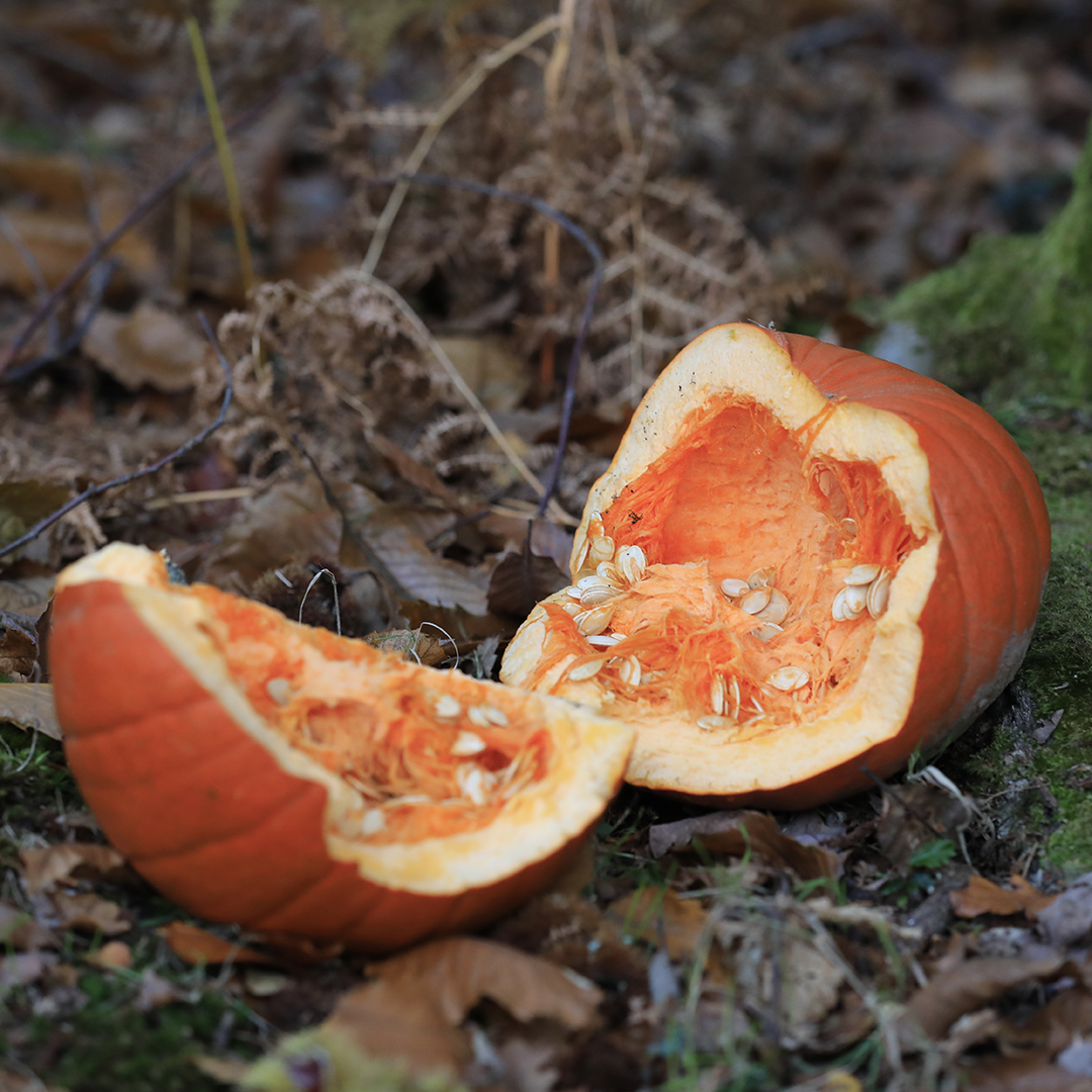 You may have seen posts about leaving your #pumpkin out for wildlife after #halloween on social media however we ask people please not to leave #pumpkins out in the #DorsetForests as they can be harmful . 🐴🎃

🙏

#CareForTheForest #NoTreatsHere