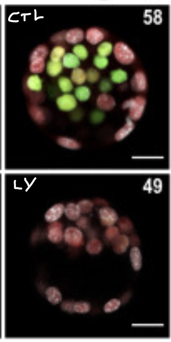 pablonavarroLAB's tweet image. The early mouse embryo in AKTion 🚀
Paper out! 🔥🔥🔥
Very happy for this new contribution from the lab, this time led by Michel Cohen-Tannoudji and two superb PhD students, Anna and Adèle.
sciencedirect.com/science/articl…