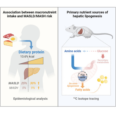 New!  Online now: Amino acid is a major carbon source for hepatic lipogenesis dlvr.it/TFkJqV