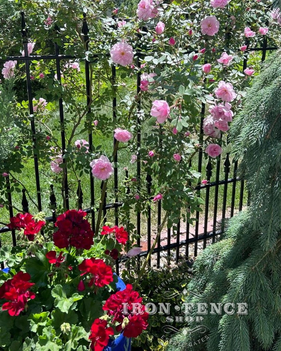 IronFenceShop's tweet photo. Transform your outdoor space with stunning iron fencing, designed to not only secure your garden but also enhance its natural beauty. Our custom gates offer a charming entrance that invites you in while keeping your plants safe and sound.
#IronFenceShop #IronFencing #CurbAppeal https://t.co/wjtyXmp3I8