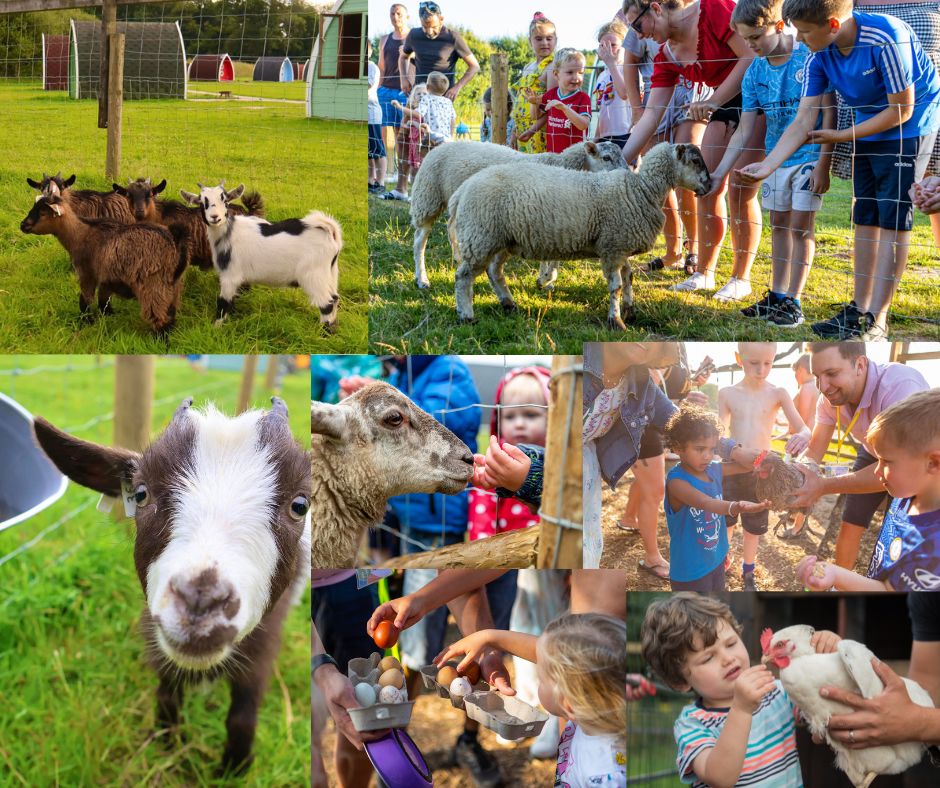 campingbugs's tweet photo. Love your animals? 🐐🐓🐑 Like to meet ours? We do guided animal feed every day - usually around 4pm. It's such great fun! I hope you can join us soon: https://t.co/oe5wO9Yeda #glamping #animals #qualitytime https://t.co/4jSV1LSsap