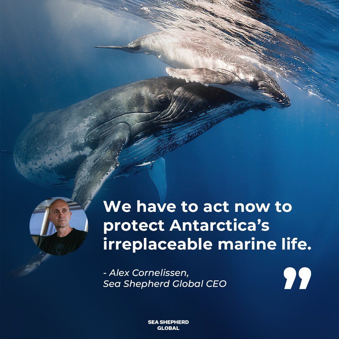 A historic vote is underway at the #CCAMLR meeting to establish an MPA along the Antarctic Peninsula.This action is key to curbing krill fishing that depletes vital food for marine life, threatening the ecosystem crucial for our planet’s climate regulation.seashe.ph/CrucialVoteCCA…