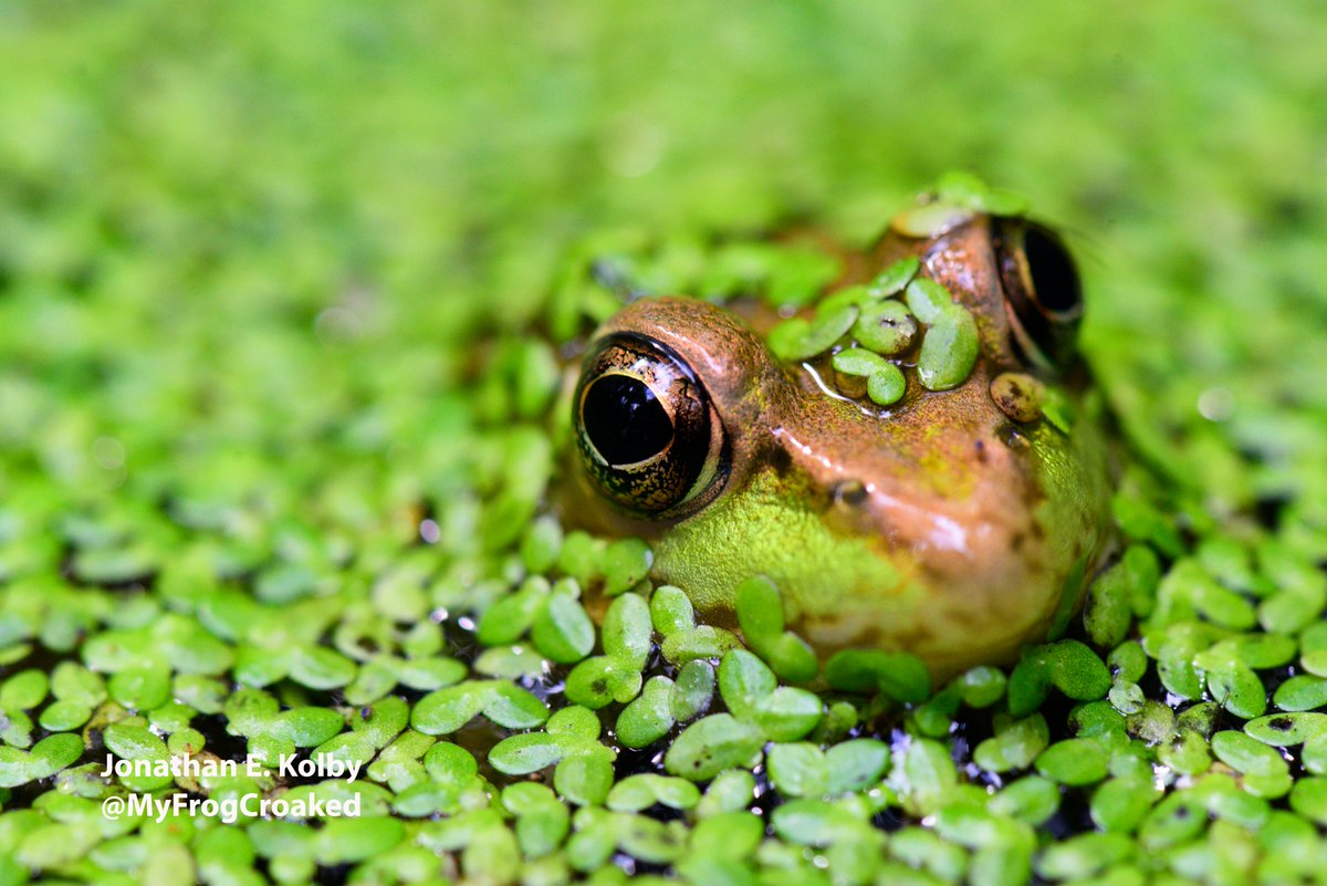 Here's a random happy frog to help you out today.