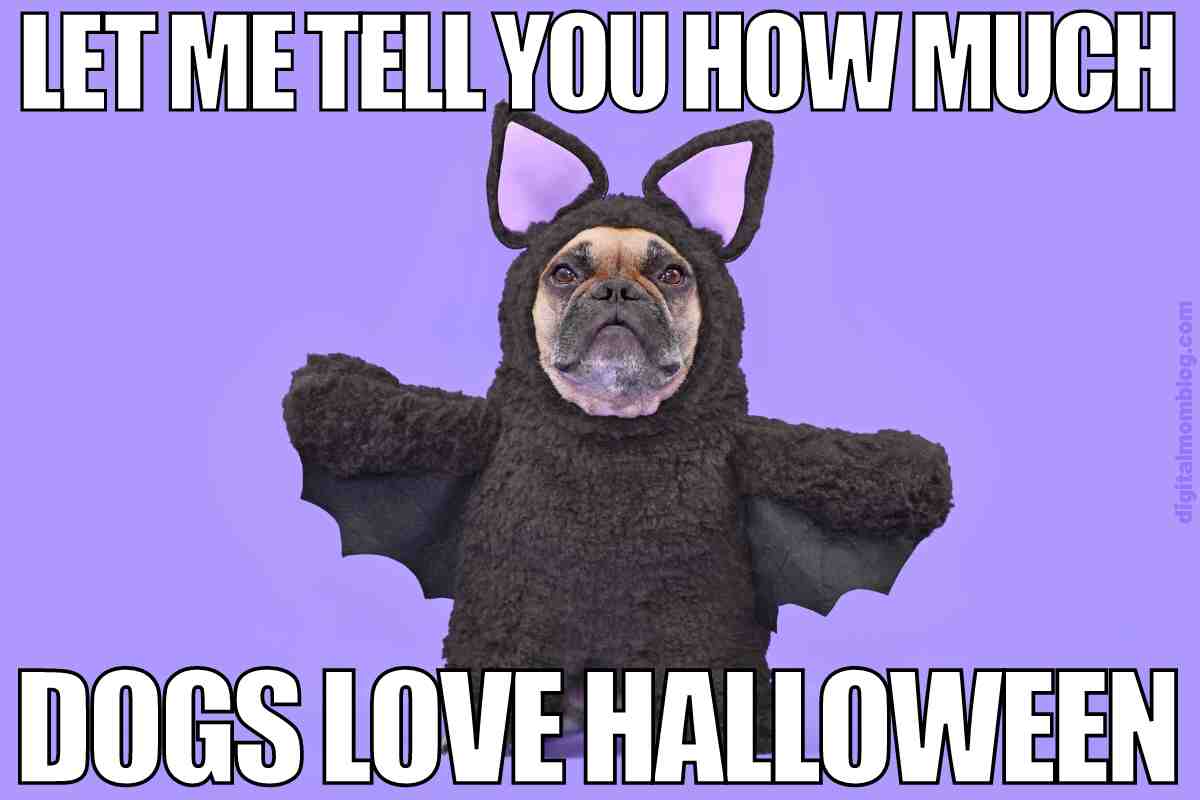 AmbientComfort's tweet photo. Happy #FunFriday! 🤣

Are you dressing your pets up for Halloween?? Share a photo with us in the comments! 👻🦇🎃 https://t.co/hDmrTxO2eN