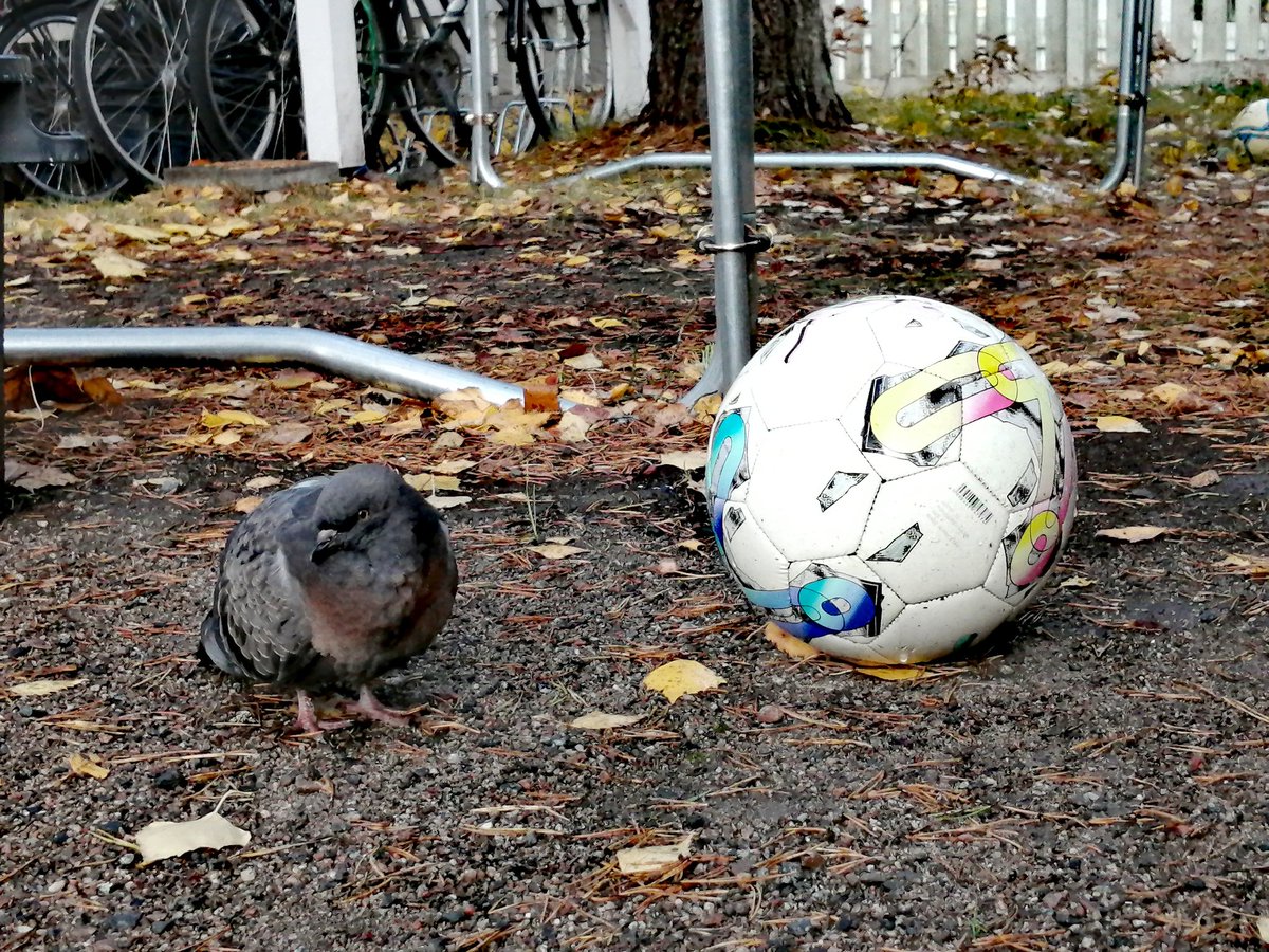 Heidi Salmela tweet media