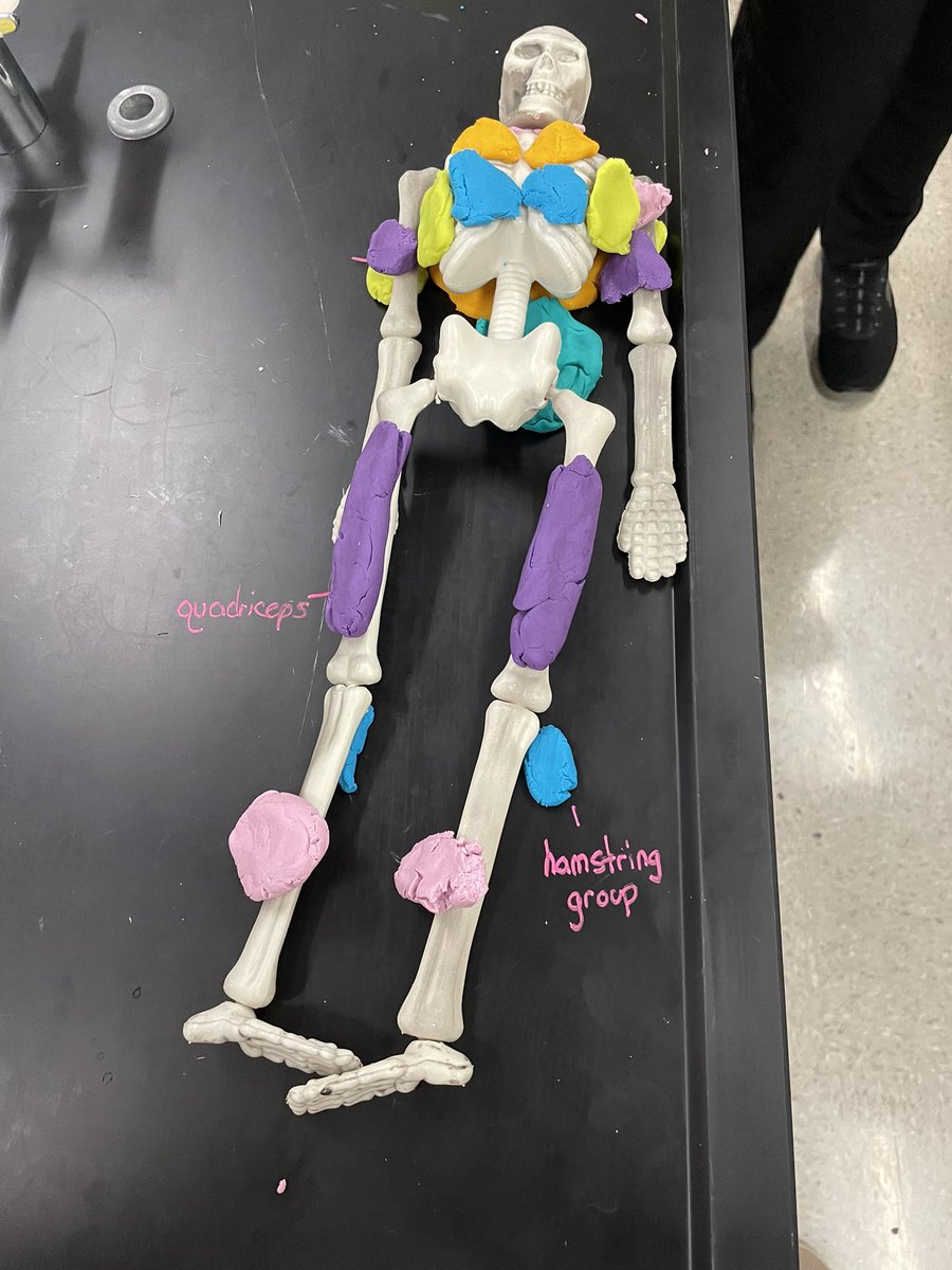 This week in anatomy: how it started (muscle fatigue lab) vs how it ended (playdoh muscle identification).