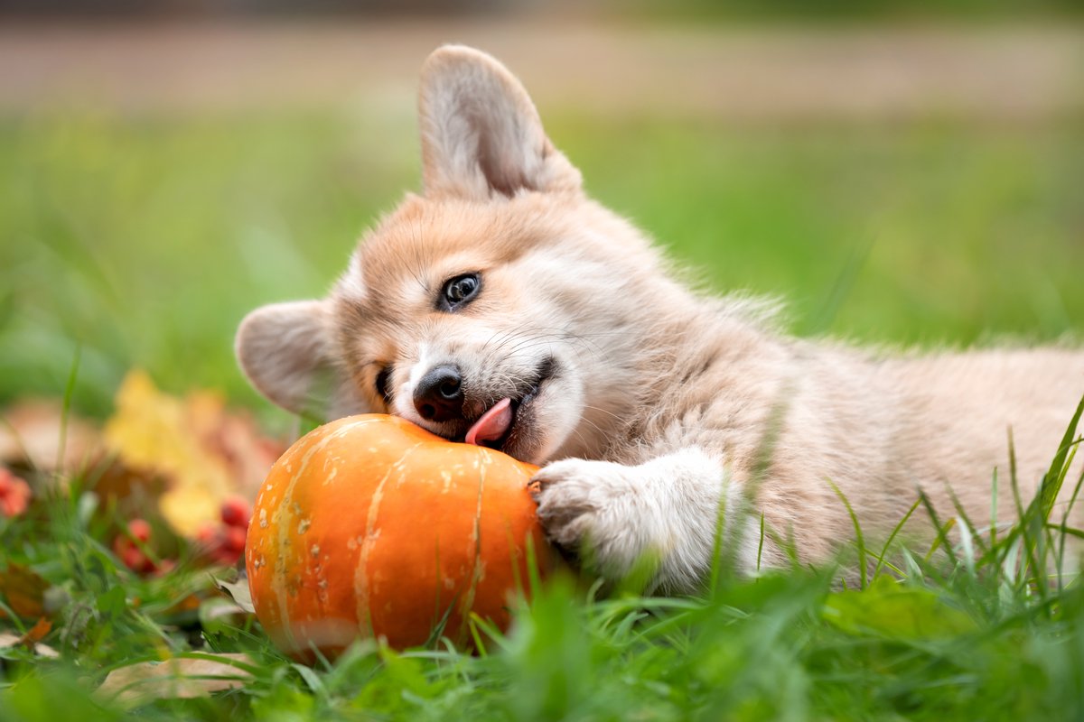 Can't come between a puppy and his pumpkin! 🎃

📸: Anita Kot

#FluffyFriday #corgi #puppy #pumpkin #halloween