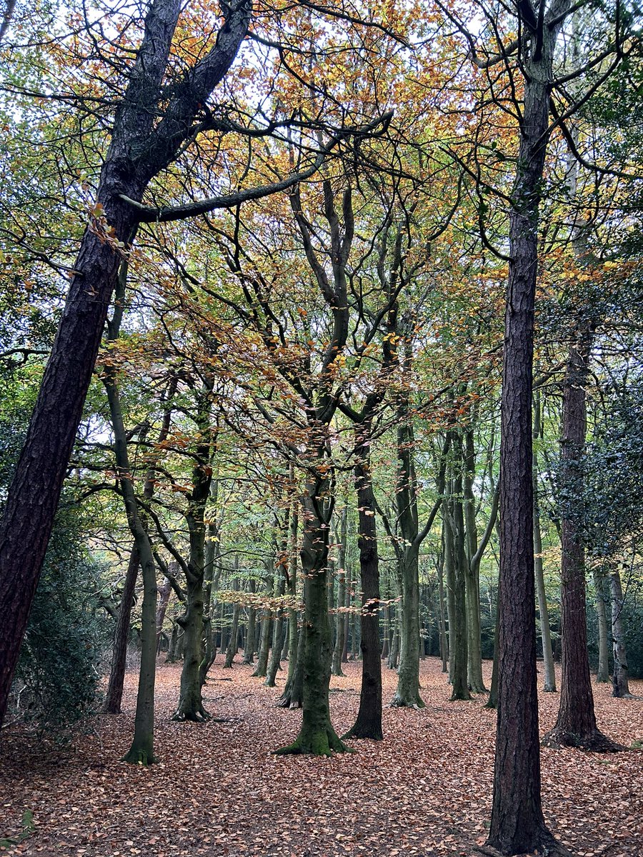 All the autumn vibes 🍁🧡