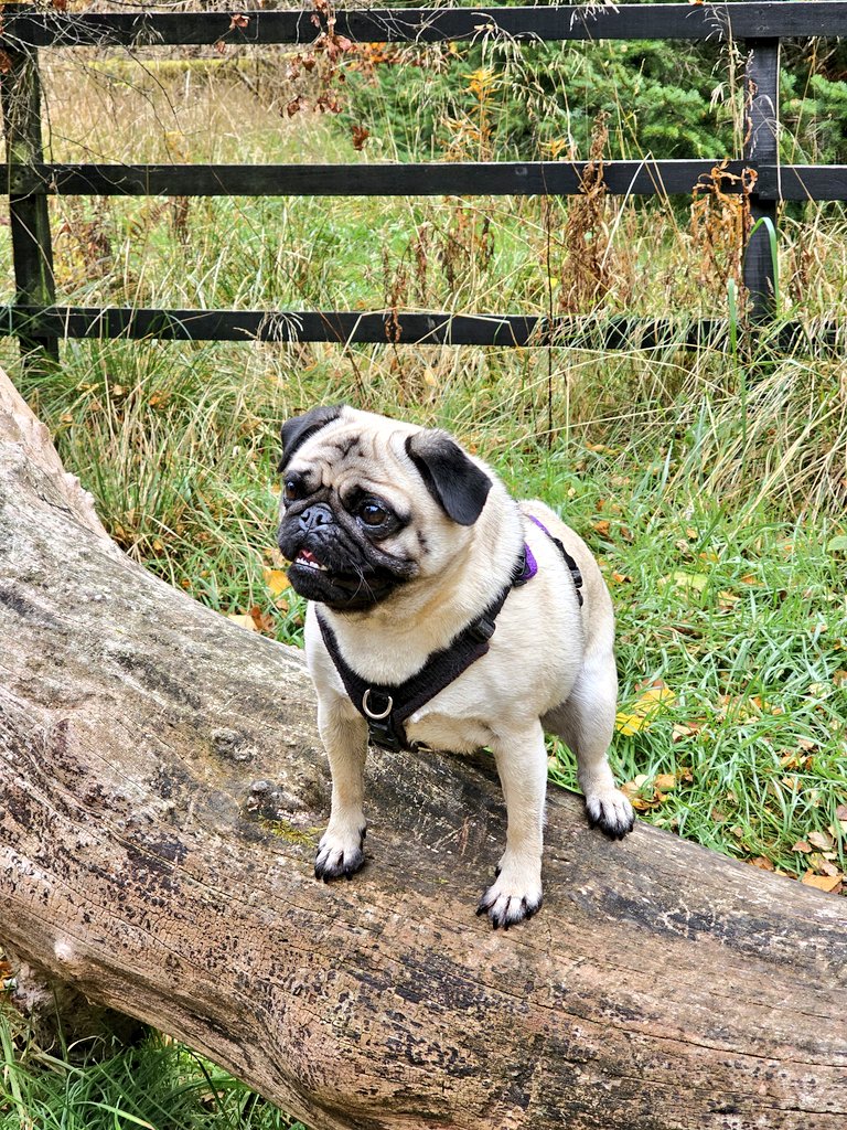 BonnieBess6's tweet photo. There is something missing from these photos .... Me! That's what's missing. Abandonment, that's what it is. I've been left at home to keep Pa company & Ma's gallivanting out for walks & lunch with hooaunty Moira & Rose #Ragin #Howcouldshe https://t.co/KM0wbZPzqi