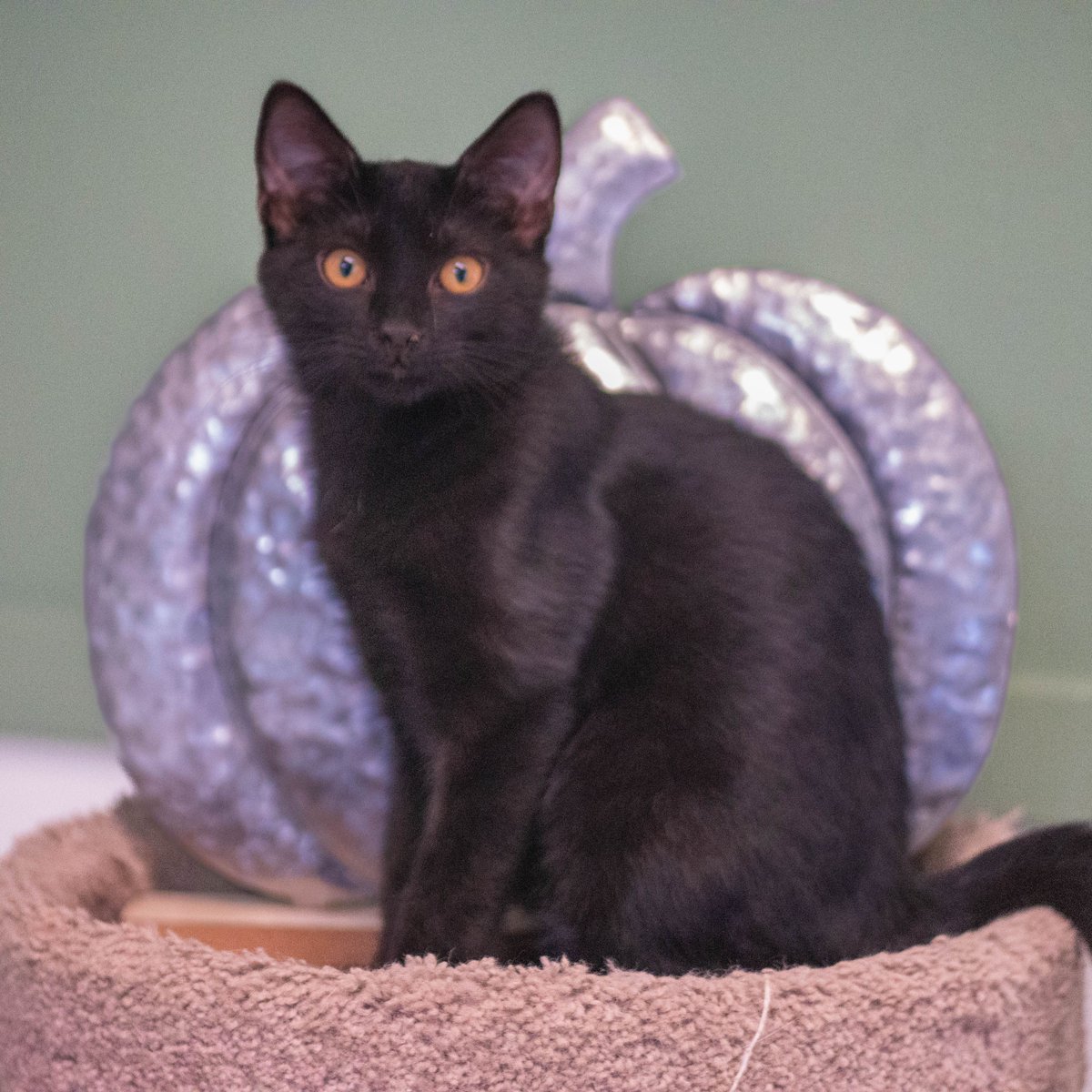 pawsatlanta's tweet photo. Have you joined in the ghoulish fun? 👻 Come on down to the PAWS #Pumpkin Patch! 🎃 

Every animal wants to feel like the pick of the patch this #Halloween, so buy a pet a pumpkin: https://t.co/HT2RaRMz3R https://t.co/0HAaSQl3Nc