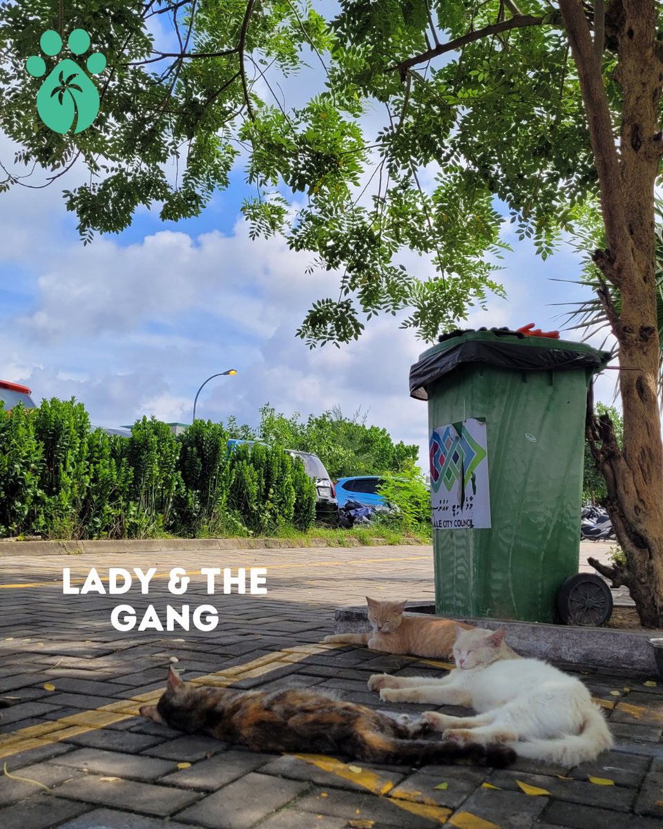 WICmvofficial's tweet photo. We kindly ask everyone who spends time in the area, whether visiting the cats or not, to refrain from littering. While 1 coffee cup may not seem significant, it sets a precedent for others, leading to a messy environment. Let’s take it upon ourselves to keep the area clean! 💪🏽☺️ https://t.co/15ezHmfqhI