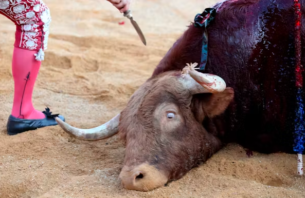 YoAmoaLaCiencia's tweet photo. Instituto Electoral de la CDMX frena iniciativa en contra de corridas de toros 

El Instituto Electoral de la Ciudad de México (IECM) paraliza el conteo de firmas de una iniciativa ciudadana en contra de las corridas de toros y peleas de gallos, impidiendo que llegue al Congreso de la CDMX. 

Cultura Sin Tortura, organización ciudadana en pro de los derechos animales, ha reunido más de 30,000 firmas necesarias para presentar esta iniciativa.

Sin embargo, el IECM se niega a cumplir con la Ley de Participación Ciudadana de la CDMX y la Constitución Local, al no realizar el conteo para presentarla al Congreso de la CDMX. 

El Instituto Nacional Electoral no debe permitir esta irregularidad, como otras cometidas por el IECM, ya que el aplazamiento de las iniciativas en contra de las corridas de toros presenta un claro conflicto de intereses de políticos y empresarios.

El derecho de los ciudadanos a presentar una iniciativa debe ser apoyado por las instituciones.

Por lo que hacemos un llamado tanto al INE como al IECM para que se cumpla con el proceso de conteo antes del 31 de octubre.  

Tal como lo pide la organización Cultura Sin Tortura para cumplir con los plazos que les han solicitado.