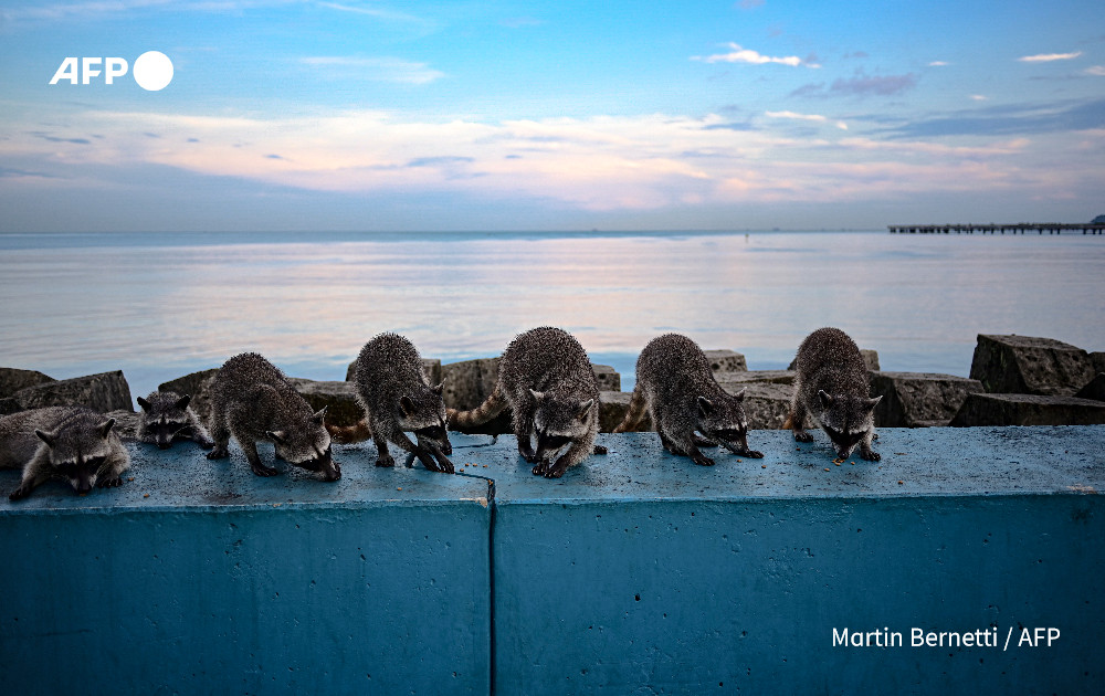 TReporta's tweet photo. Guías del Instituto Smithsonian de Investigaciones Tropicales afirman que la presencia de mapaches en zonas urbanas como la Cinta Costera se debe en gran medida a la destrucción de su hábitat, lo cual provoca que migren cada vez más a regiones pobladas en busca de alimento. @AFP #TReporta