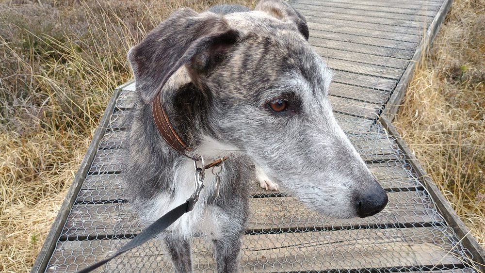 LurcherSOS's tweet image. 🐕 Tiger has some lead reactivity but with the right guidance, he can overcome it. He needs structure, patience, and love. Let’s help him find his perfect home! 🐾 #AdoptDontShop #Sighthound