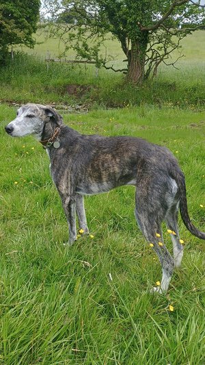 LurcherSOS's tweet image. 🐕 Tiger has some lead reactivity but with the right guidance, he can overcome it. He needs structure, patience, and love. Let’s help him find his perfect home! 🐾 #AdoptDontShop #Sighthound