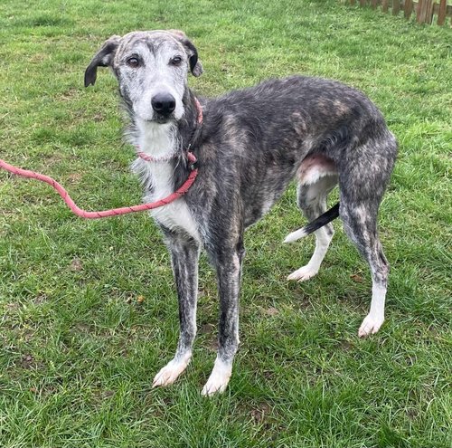 LurcherSOS's tweet image. 🐕 Tiger has some lead reactivity but with the right guidance, he can overcome it. He needs structure, patience, and love. Let’s help him find his perfect home! 🐾 #AdoptDontShop #Sighthound