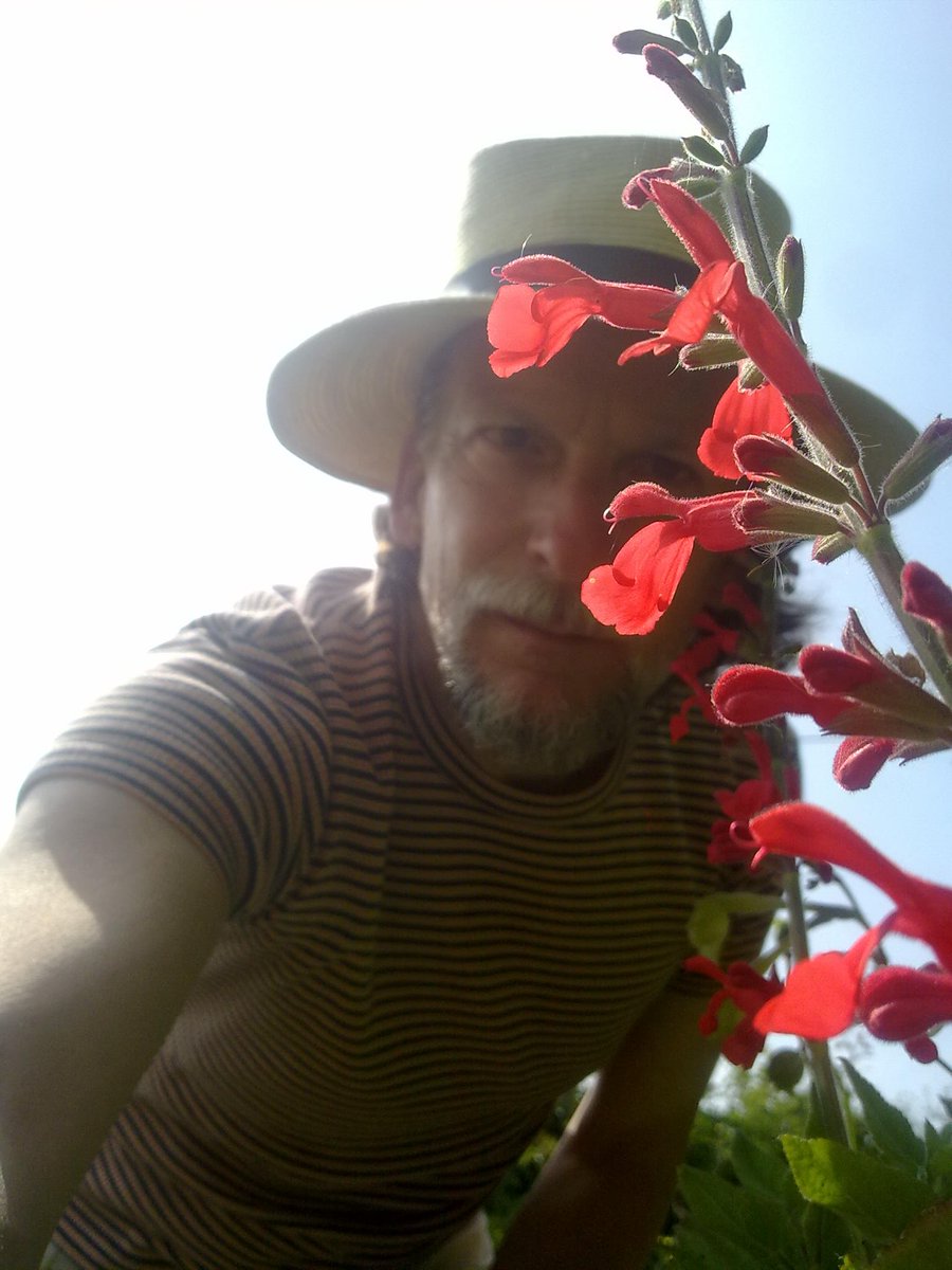 52Flowers's tweet photo. Really looking forward to the launch of #theplantpamphlets this time next week. A wild bunch of wonderful  plant encounters by our much treasured @markinflowers (here behind one of his favourite mints, the hummingbird sage from the Sierra Madre mountains). Do come and join us! https://t.co/mw2oh2q7pA