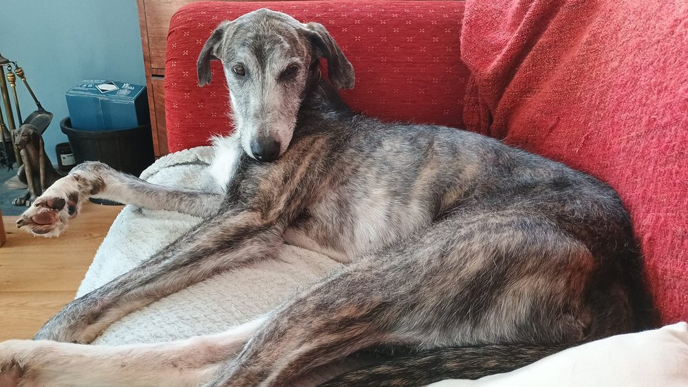 LurcherSOS's tweet photo. πΆ Tiger is house-trained, great with other dogs, but needs help with his confidence outside. An experienced sighthound owner could be his perfect match! πβπ¦Ί #AdoptTiger #doglovers #rehomehour https://t.co/9SDBmseXko