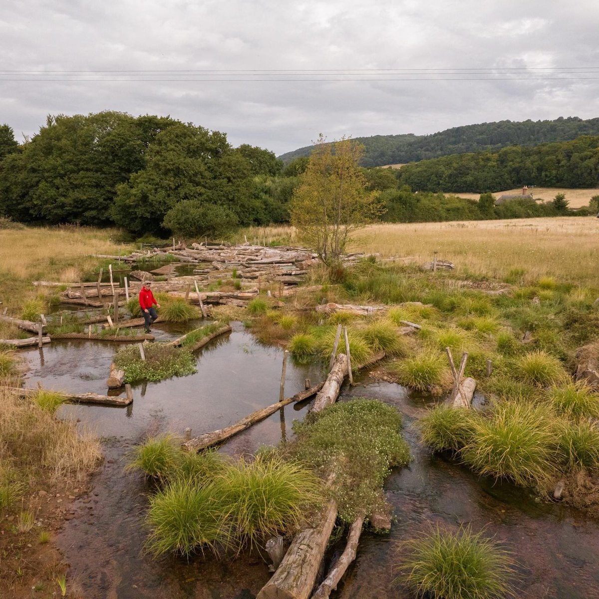 Holnicote. National Trust stage zero. Water voles reintroduced now living right the way through this wondrous complexity 1 year on. Predators of all sorts hunting the prey base they represent. Sheep grazing gone and a few cattle allowing the side pastures to abound. Well done NT