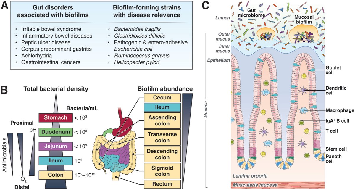 🌟 Review on gastrointestinal biofilms covers #endoscopic detection, disease relevance, and therapeutic strategies. Read it the article here: ow.ly/N8t250TPPx9
