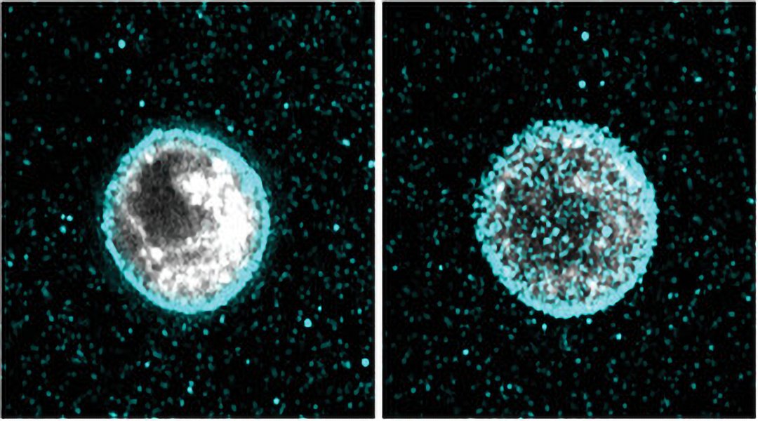 Advanced Portfolio News (@advportfolio) on Twitter photo Through 3D micropatterned traction force microscopy, scientists can now measure the forces cells exert on their environment.
<a href="/PCusachs/">Pere Roca-Cusachs</a> and team used it to show how epithelial cells switch between contracting and extending as their volume changes.
👉 ow.ly/kMps50TSMf1 Through 3D micropatterned traction force microscopy, scientists can now measure the forces cells exert on their environment.
<a href="/PCusachs/">Pere Roca-Cusachs</a> and team used it to show how epithelial cells switch between contracting and extending as their volume changes.
👉 ow.ly/kMps50TSMf1