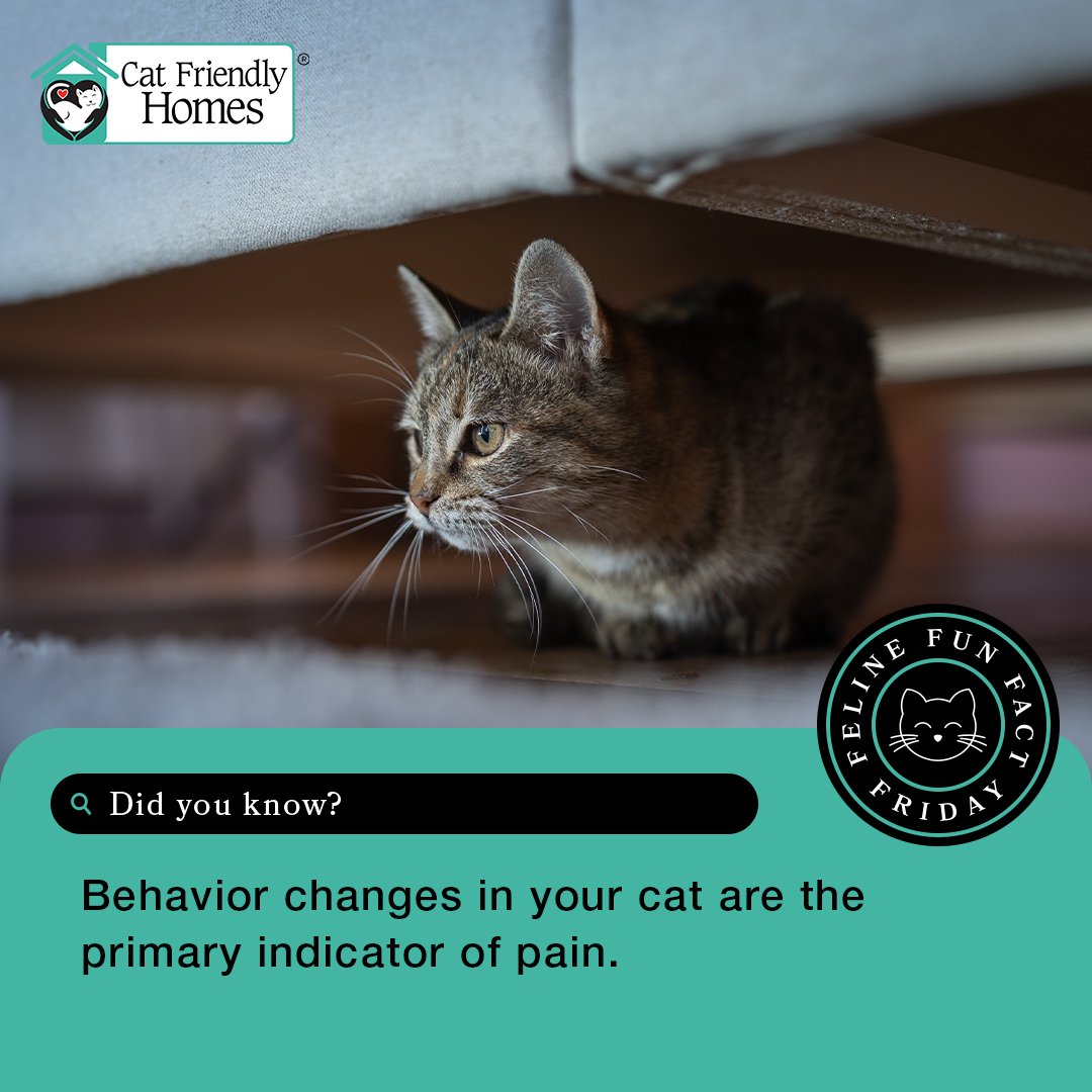 Behavior changes in your cat are the primary indicator of pain. You are an important member of their healthcare team and key in helping to detect the signs of pain as soon as possible. Learn more at bit.ly/4c0rKxD. 

#FelineFunFactFriday #CatFriendlyHomes