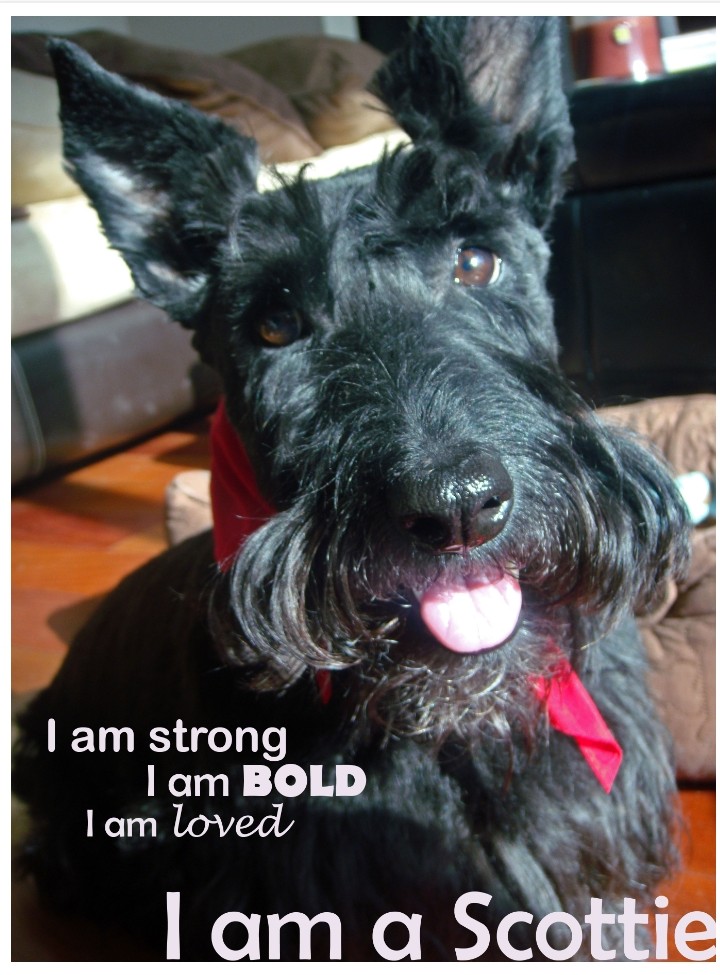 Albawestent's tweet photo. From a Scottie house, to yours...happy weekend! https://t.co/BGSX2ICL07