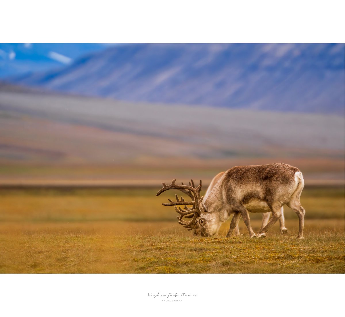 visranewildlife's tweet photo. Amidst the vibrant hues of an Arctic summer, Reindeers roam freely, embodying the spirit of this breathtaking landscape where nature thrives in harmony.
#Reindeer #ArcticSummer #Wildlife #NatureBeauty #ArcticLife #WildAndFree #NaturePhotography #ExploreTheWild #HarmonyInNature #ArcticWild
@AnimalPlanet @IUCN @natlandawards @NatureIn_Focus @NHM_WPY