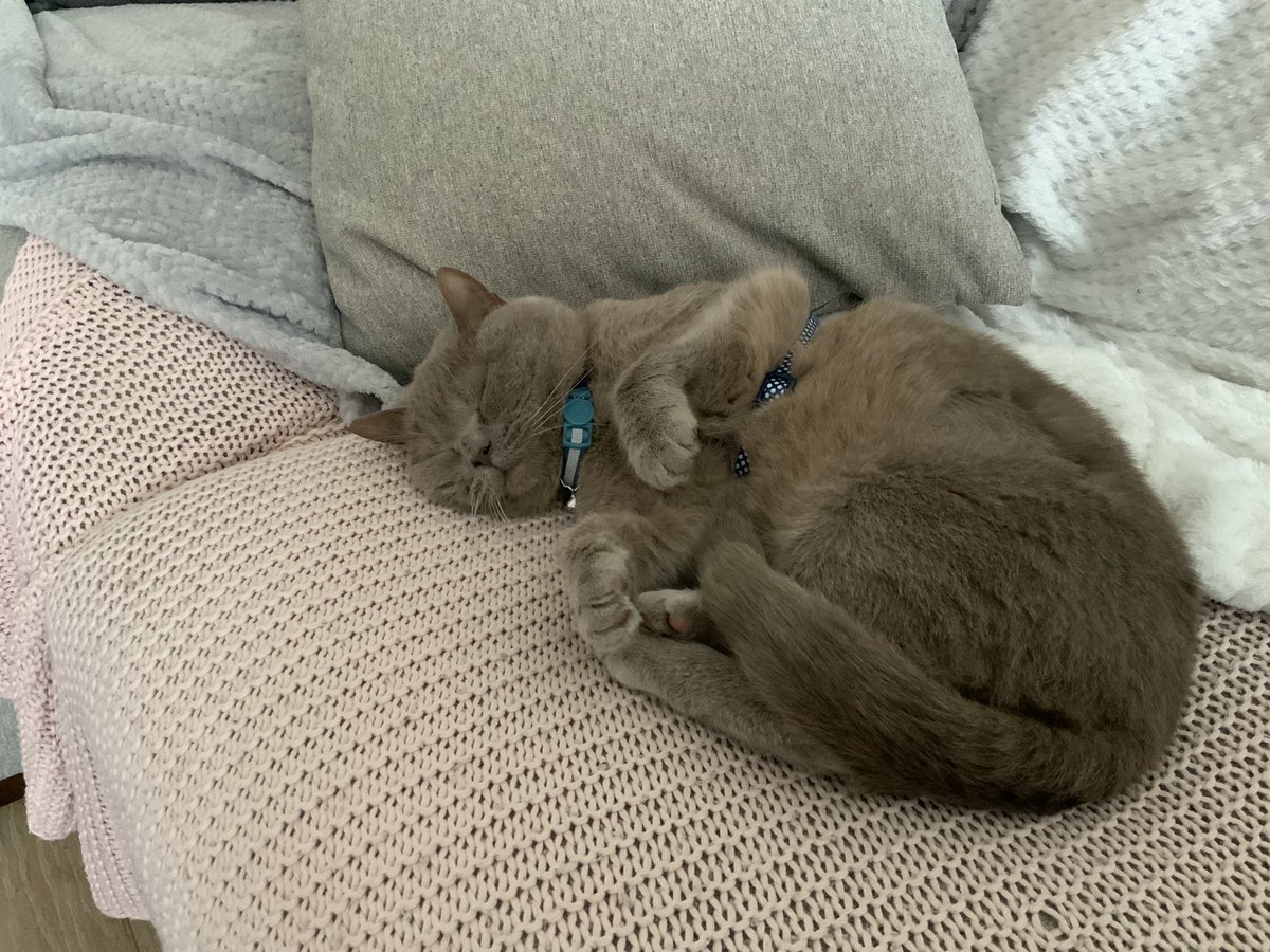 I made a little sculpt of my cat - Pooj :,3! What do you guys think?