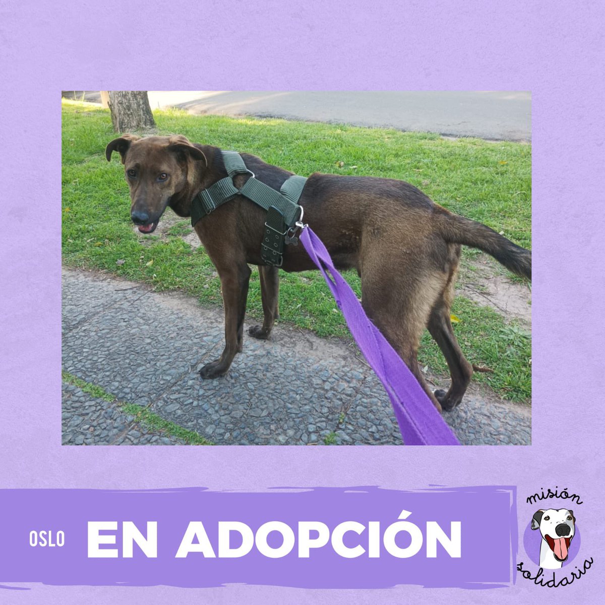 lagarzasosa_'s tweet photo. A Oslo lo di yo misma, siendo un bebé de 45 días. Un año después la familia lo devuelve
Tiene un año, está vacunado, castrado y es un cachorro que necesita paseos y sociabilizar
Queres adoptarlo? Zonas CABA y GBA
Escribime!
Misionsolidariatwitter@gmail.com
Asunto: Oslo 💖 https://t.co/Tiphw2JUQ4