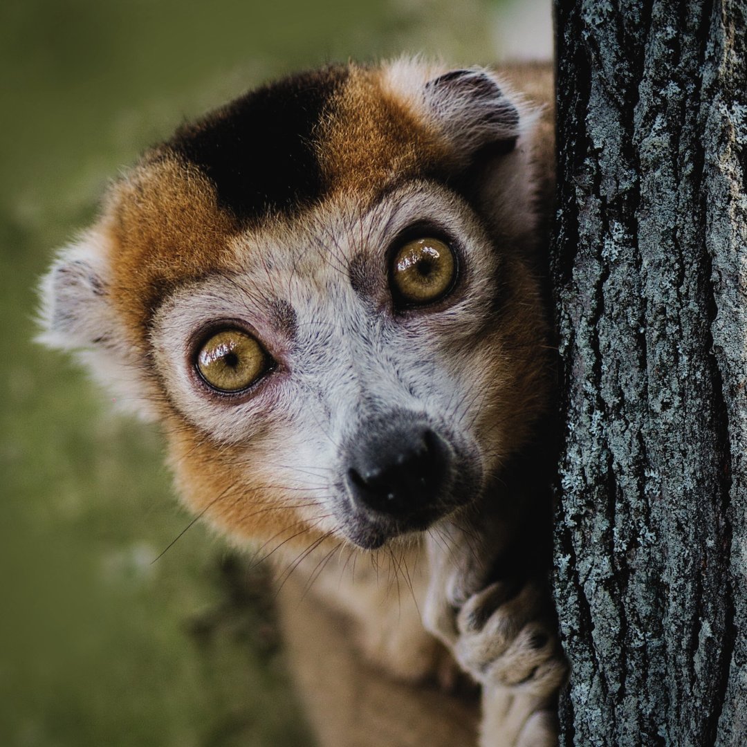 Indianapolis Prize (@indyprize) on Twitter photo Happy #WorldLemurDay! This curious primate represents what our 2014 Prize Winner Dr. Pat Wright fights to protect.
Through her work in #Madagascar, her team at <a href="/CentreValBio/">Centre ValBio</a> has helped save numerous lemur species from extinction.
#wildlifeconservation #lemur #nature Happy #WorldLemurDay! This curious primate represents what our 2014 Prize Winner Dr. Pat Wright fights to protect.
Through her work in #Madagascar, her team at <a href="/CentreValBio/">Centre ValBio</a> has helped save numerous lemur species from extinction.
#wildlifeconservation #lemur #nature