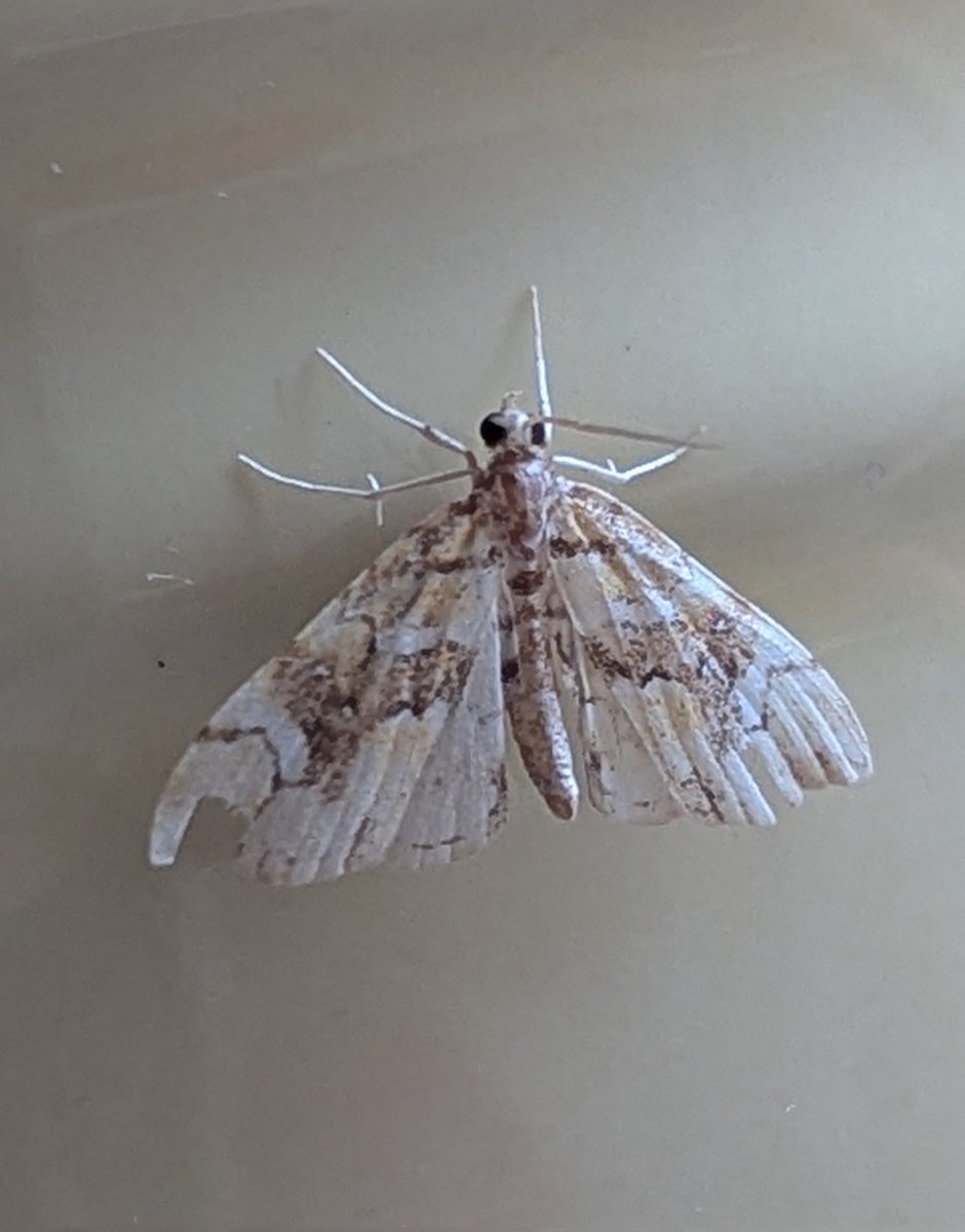 BirdBeards's tweet photo. Top level #mothage last soir, with these being the best Autumnal beauties: Merveille du Jour (nfy) Marbled Fern (nfg), Green Brindled Crescent (nfy) and a late Spilonota laricana. Total was 15/11. #teammoth #moths #winning https://t.co/T18mnHuznm