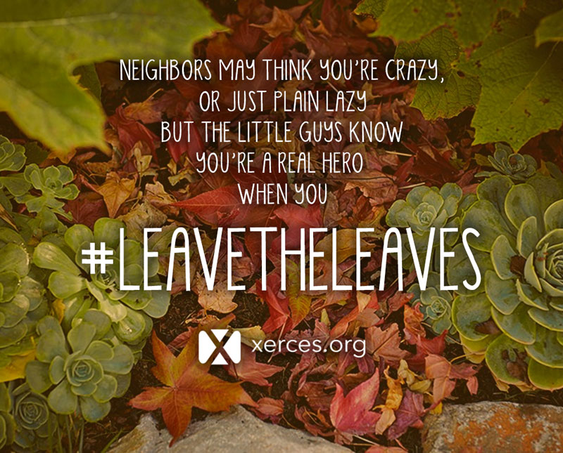 Now that it’s turned cooler in many areas, leaves have started to fall off the trees. You may be tempted to rake those leaves and put them in trash bags. Please DON’T! Do fewer chores and leave essential habitat for many overwintering pollinators!