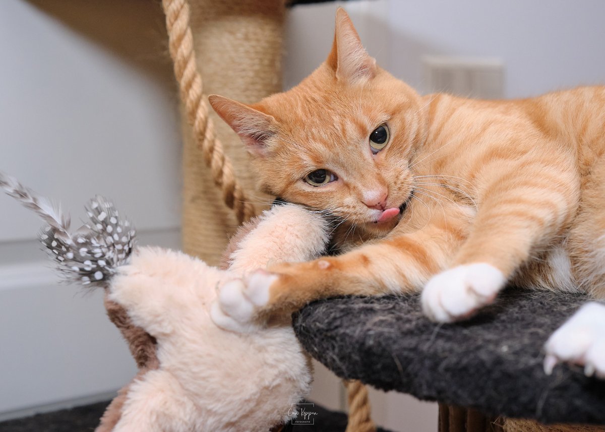 Mijn kat Nala helpt mee klein softboxje te testen (foto 1) en een paar bonuskiekjes voor het weekend.