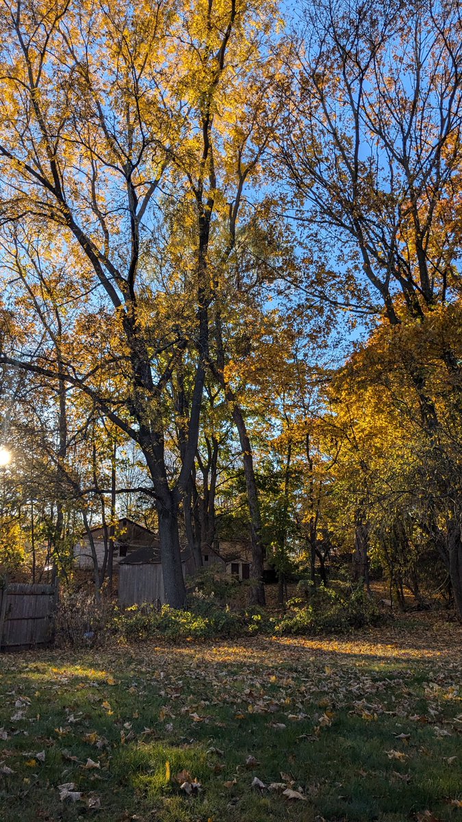 Xultanax's tweet photo. I love autumn in New England. Good morning from my yahd! https://t.co/lkQqztfjnA