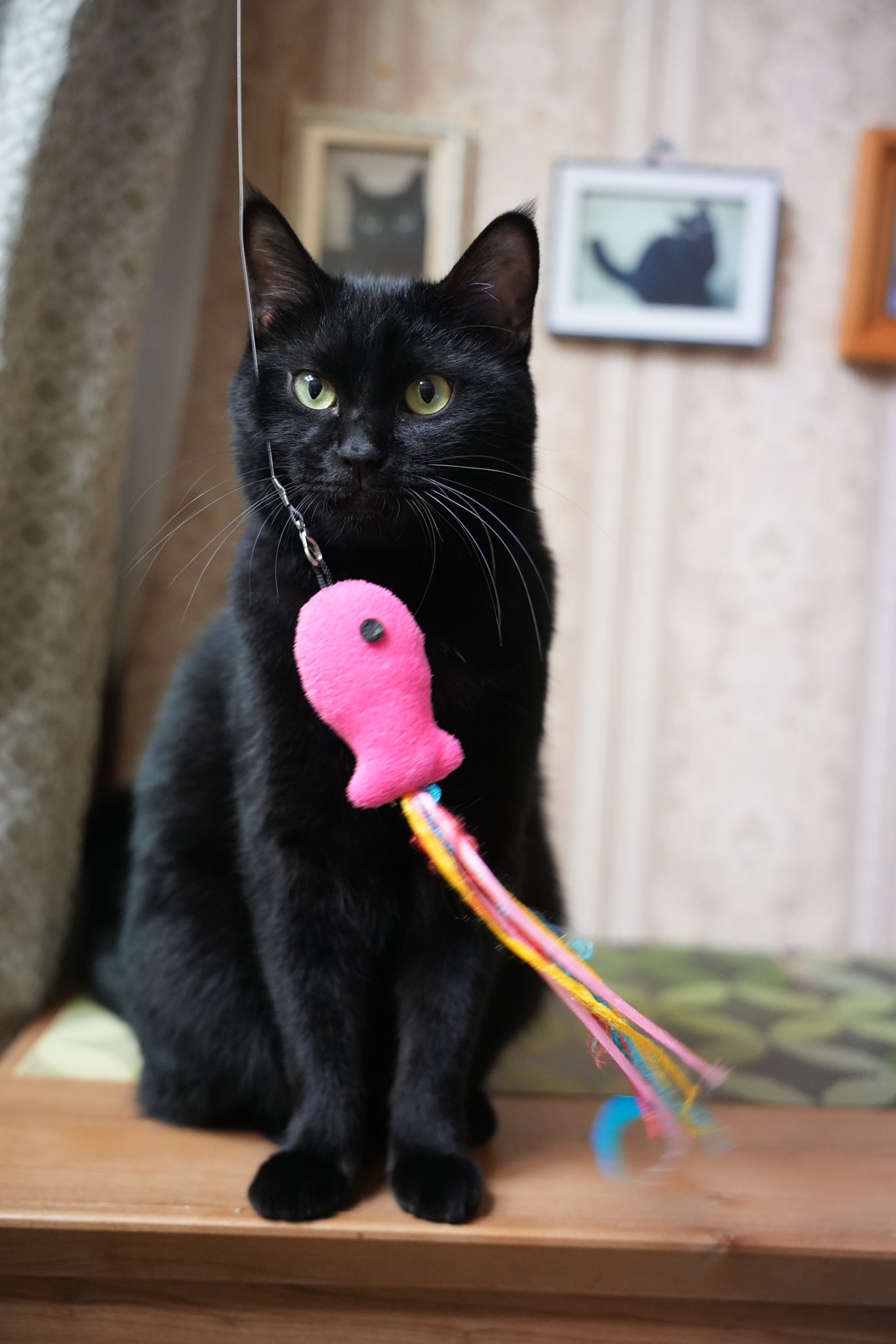 黒猫つくねちゃん太しっぽ on X: 黒猫つくねちゃん太しっぽ on X: