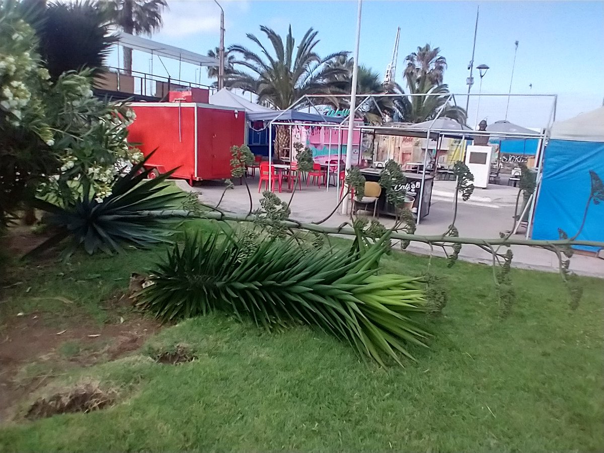 pipe_master's tweet image. Árbol caído en sector Parque Croacia de #Antofagasta 
@AntofagastaMuni  @accionantofa  @jonathanplan9