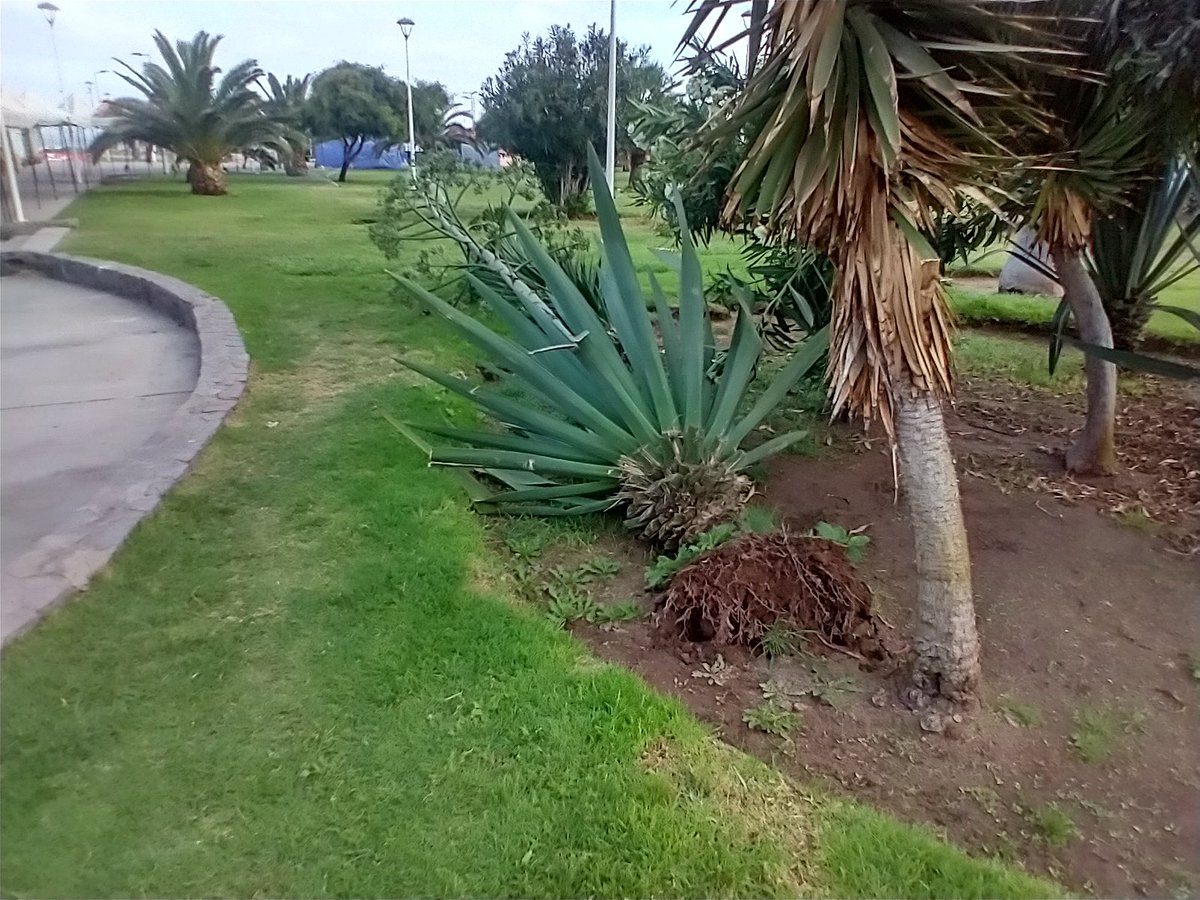 pipe_master's tweet image. Árbol caído en sector Parque Croacia de #Antofagasta 
@AntofagastaMuni  @accionantofa  @jonathanplan9