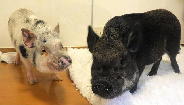 【書類送検】マイクロブタを置き去りにした疑い 譲り受けた当日「電車乗れず」
news.livedoor.com/article/detail…

女性は路上でブタ2匹を遺棄した疑い。「無料で譲り受けるサイトで見つけた。寝顔が可愛かった。電車に乗れず、帰れないと思い置き去りにした。反省している」と話しているという。