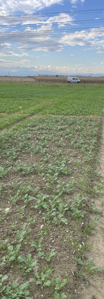 BenichonMaxime's tweet photo. 🌱 Visited a field trial at our European Research Center yesterday, testing a new technology for better weed control in oilseed rape. Exciting potential for cleaner fields and stronger crop ahead! 

#Agriculture #Innovation #Herbicides #OilseedRape #CropProtection https://t.co/DR6taatOSB