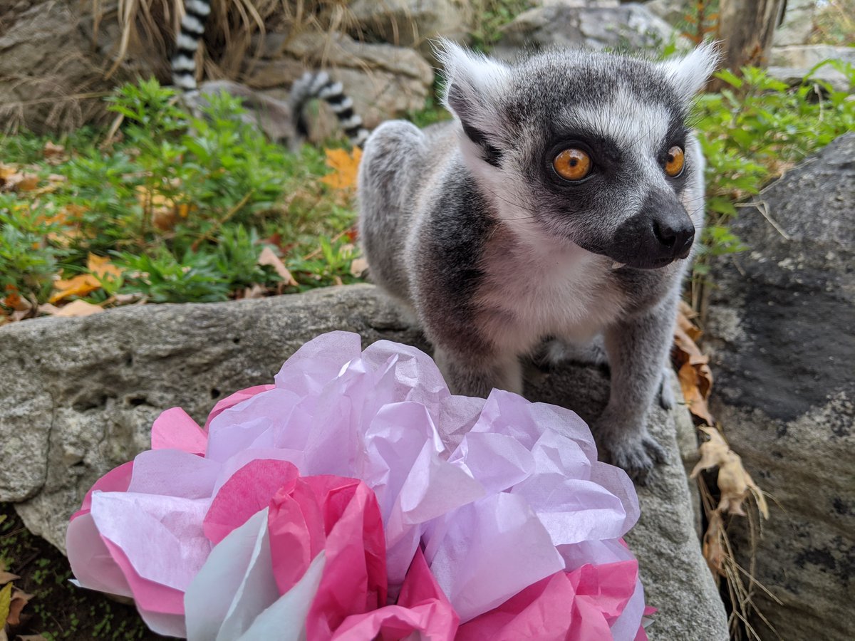 Stink fights, tooth combs and toilet claws—these are just some of the many attributes that make lemurs so loveable! Celebrate #WorldLemurDay with 5 fun and fascinating facts about these prosimians from primate keeper Lynne McMahan. ✏️ STORY: s.si.edu/3pNZMj4.